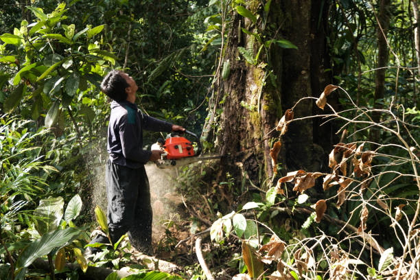 How Our Tree Care Process Works  in  River Ridge, LA