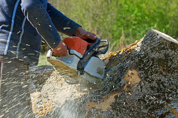 Professional Tree Care Services in River Ridge, LA